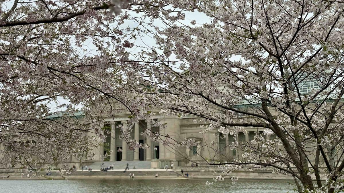 Cherry blossoms in Jackson Park frame the Griffin Museum of Science and Industry, April 18, 2025. (Patty Wetli / WTTW News)