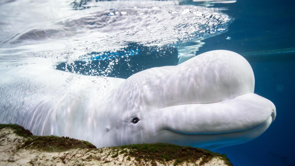 This photo provided by the Shedd Aquarium shows a beluga whale named Beethoven swimming on May 1, 2023, at the aquarium in Chicago. (Heidi Zeiger / Shedd Aquarium via AP)