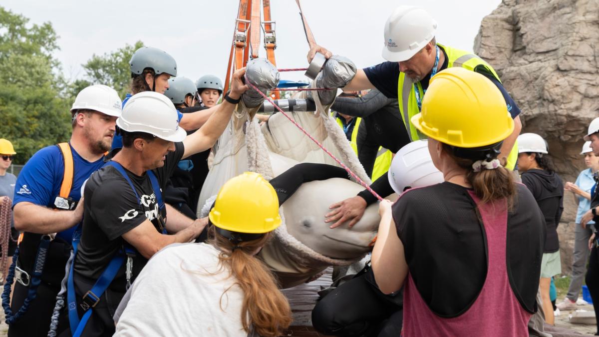 A beluga whale is set to be transported to the U.S. from Marineland in Niagara Falls, Ontario, Aug. 12, 2026. (Brenna Hernandez / Shedd Aquarium)