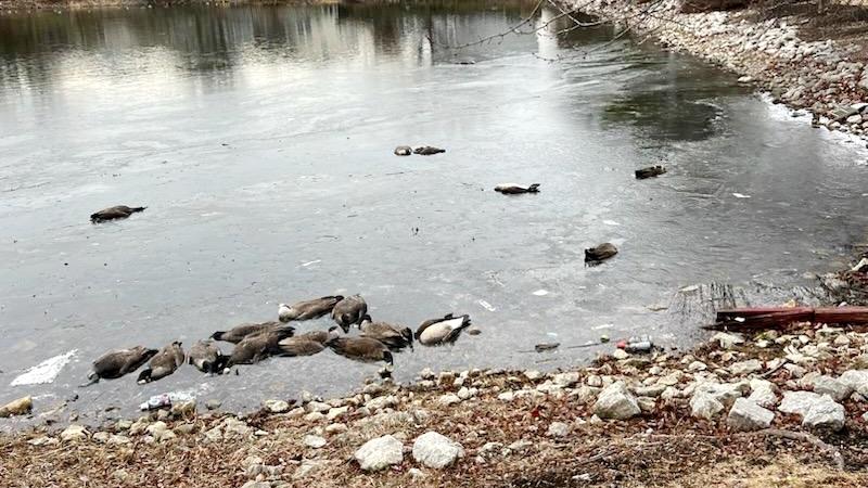 Dead and dying geese in Plainfield, December 2024. (Provided by Chicago Bird Collisions Monitors)