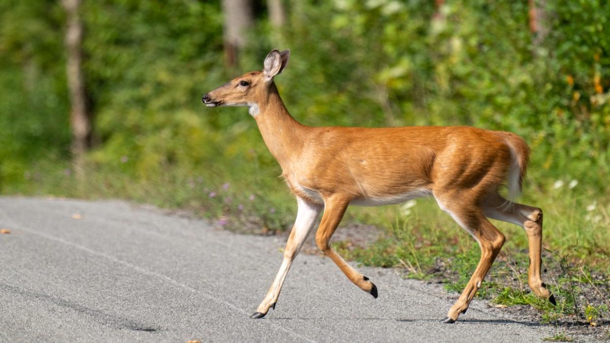 Research suggests collisions with deer can spike up to 16% in the week following the time change. (Joan D Squared / iStock)