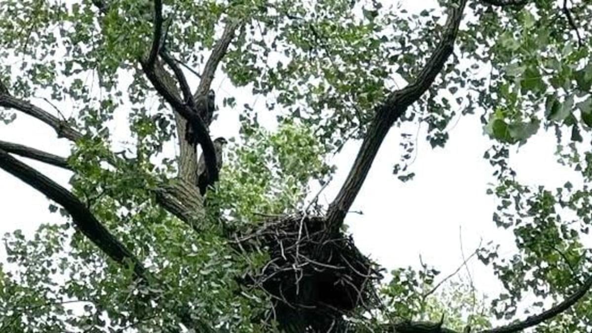 Migizi and Marian, hanging out near their nest on Chicago’s Southeast Side. (Courtesy of the Chicago Park District)