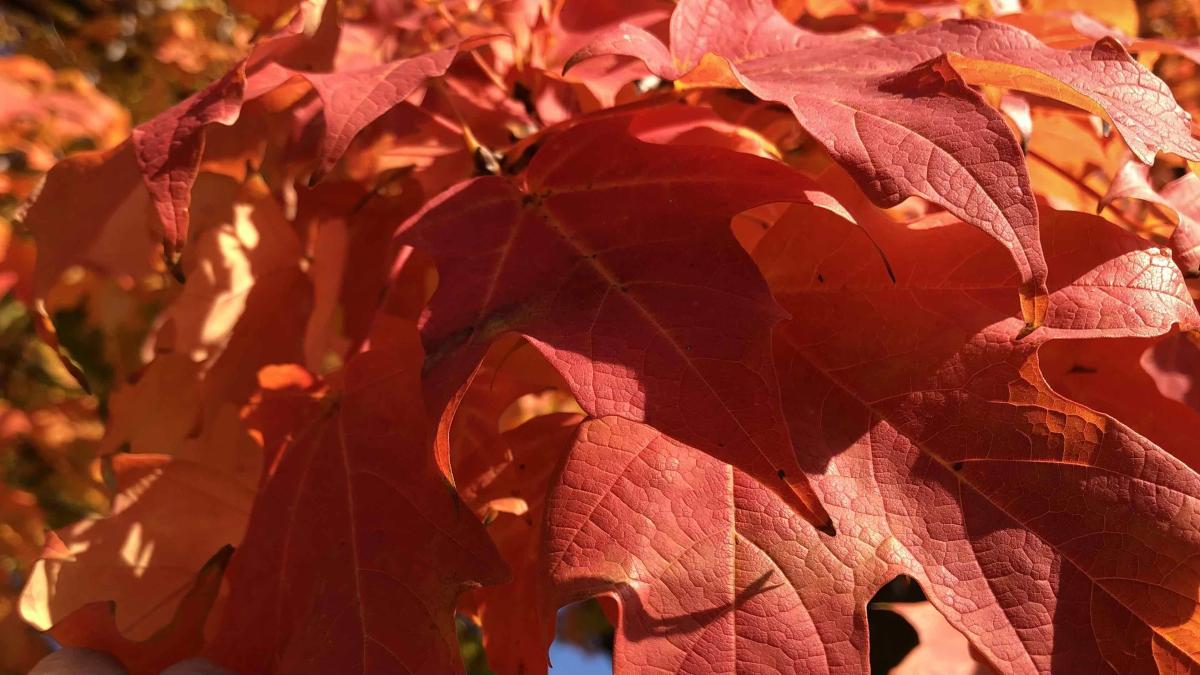 Fall color is highly anticipated. (Patty Wetli / WTTW News)