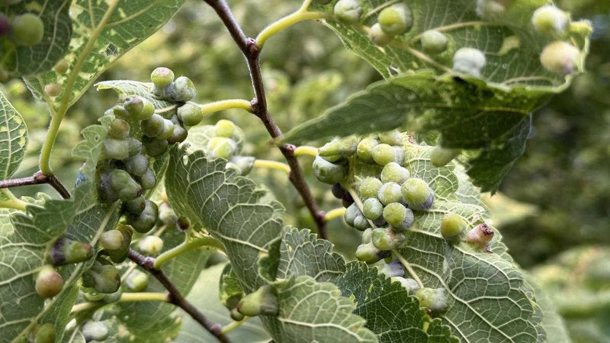 These “warty” growths on hackberry leaves are one of nature’s many unusual phenomena: galls. (Patty Wetli / WTTW News)