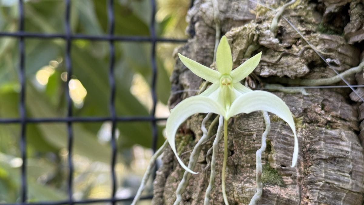 A rare ghost orchid has bloomed at Chicago Botanic Garden, where staff are helping conserve this species, which continues to decline in the wild. (Patty Wetli / WTTW News) 