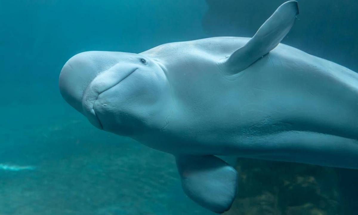 Gimli swimming in the Abbott Oceanarium during 24/7 observations. (Courtesy of Shedd Aquarium)