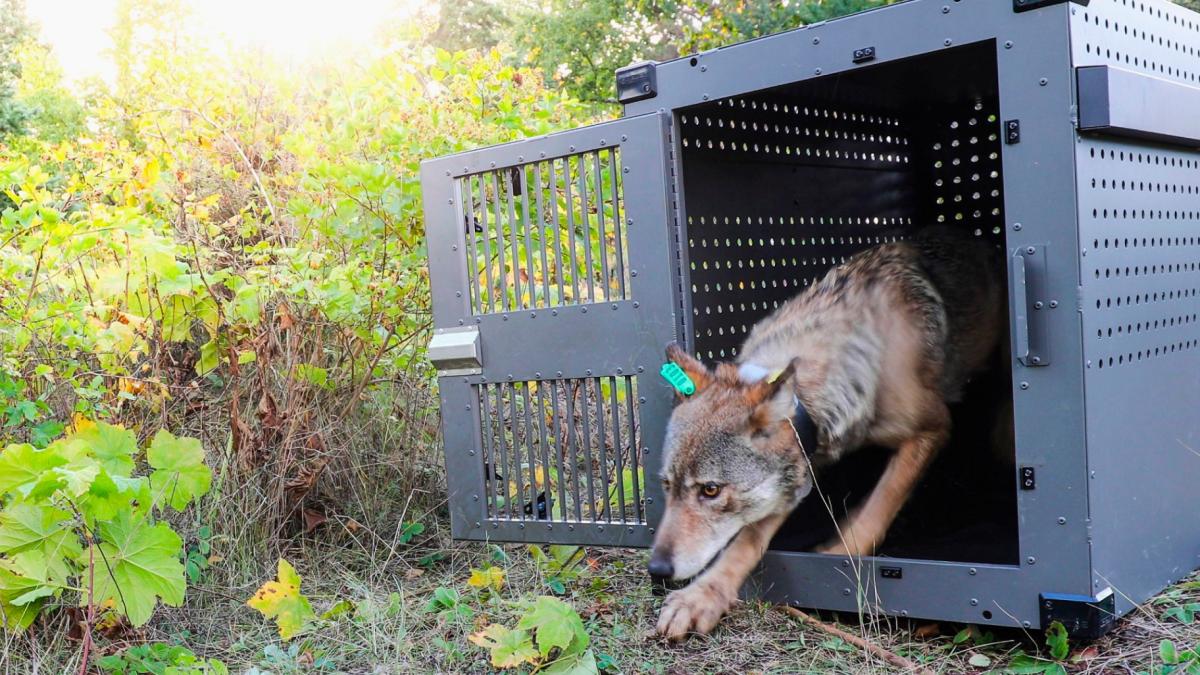 This Sept. 26, 2018, photo provided by the National Park Service shows a 4-year-old female gray wolf emerging from her cage as she is released at Isle Royale National Park in Michigan. (National Park Service via AP, File)