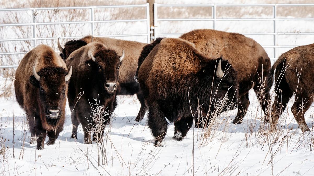 "The story of the bison is such a dark chapter in our history as a country, to be able to start turning some of that around is great," said Ben Haberthur, executive director of the Forest Preserve District of Kane County. (Courtesy of Keeping Moments Photography / Forest Preserve District of Kane County)