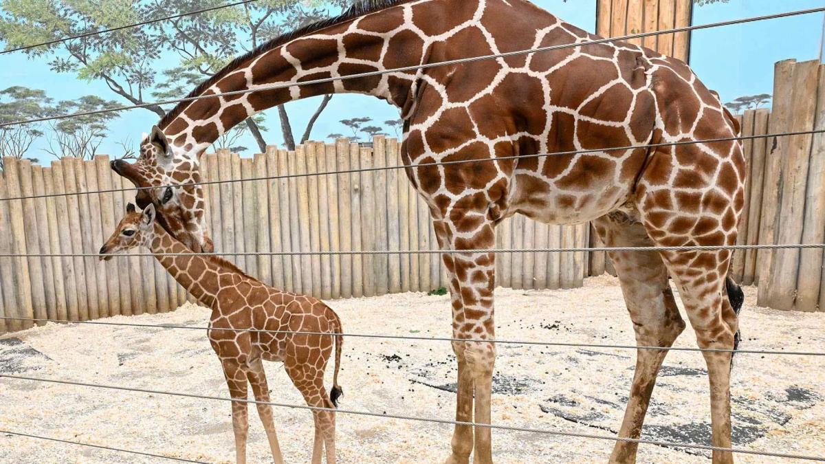 Giraffes pictured at Brookfield Zoo Chicago in 2023. (Jim Schulz / CZS-Brookfield Zoo)