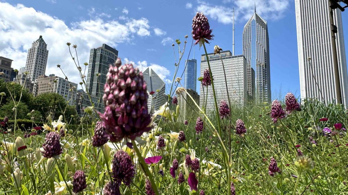 Lurie Garden was designed with an eye toward creating views that make it appear as if Chicago’s skyscrapers rise directly from the prairie. (Patty Wetli / WTTW News)