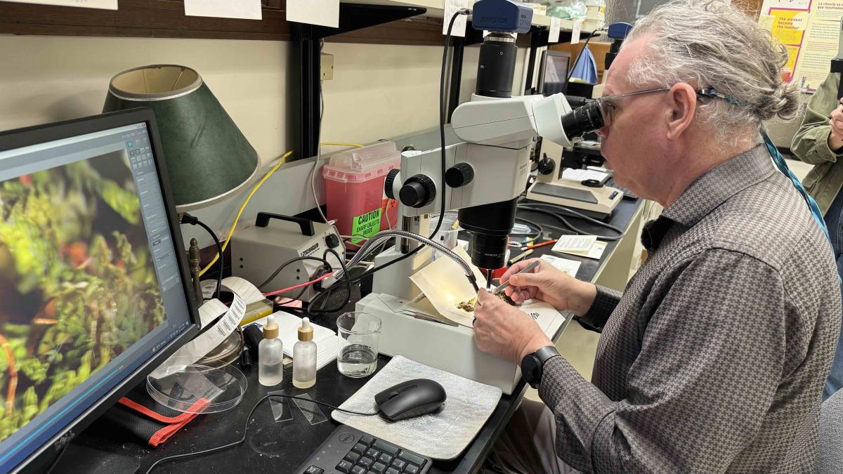 Field Museum research Matt von Konrat examines a specimen of moss under a microscope. (Patty Wetli / WTTW News)