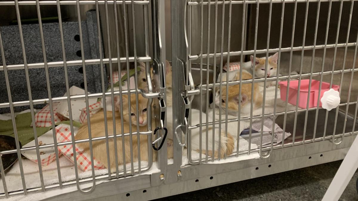 Cats at the PAWS Chicago Medical Center on Nov. 13, 2023. The shelter is hosting its annual spring “adopt-a-thon” at its adoption center in Lincoln Park this weekend as animal shelters brace for litter season. (Eunice Alpasan / WTTW News)