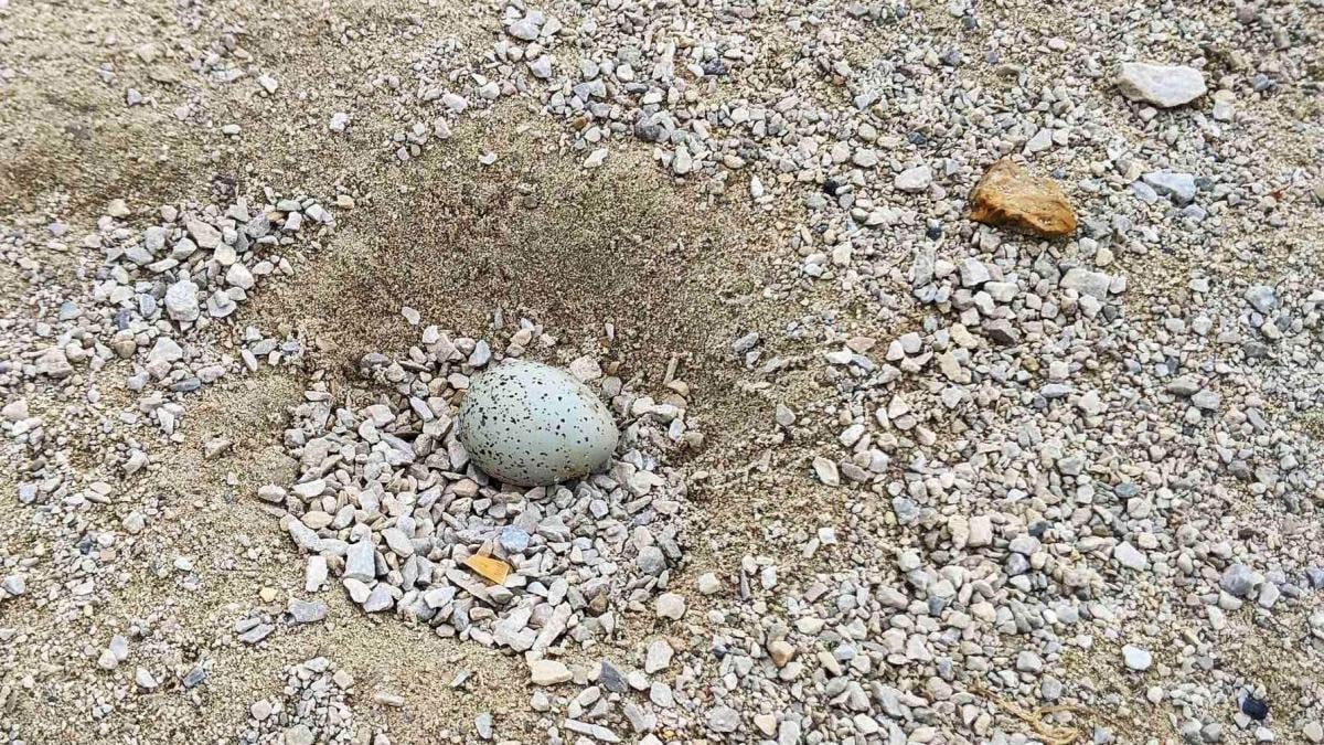 Piping plover eggs, like the one pictured here, are well camouflaged. (Keith Lott / U.S. Fish and Wildlife Service Midwest)