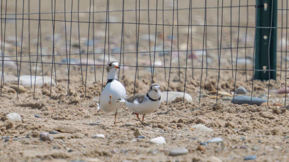 New couple alert: Pippin (l) and Blaze are on the nest in Waukegan. A protective cage protects their eggs from predators. (Courtesy of Christian Deme)