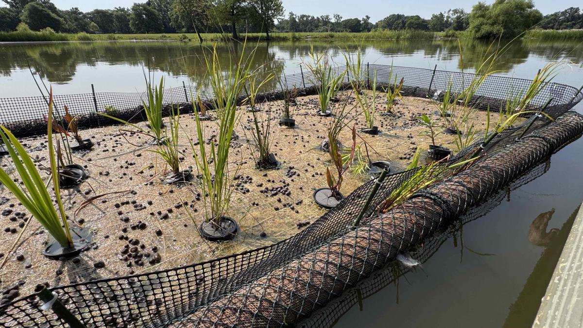 The Forest Preserve District of Cook County has installed its first-ever floating wetland at Schiller Pond. (Patty Wetli / WTTW News)
