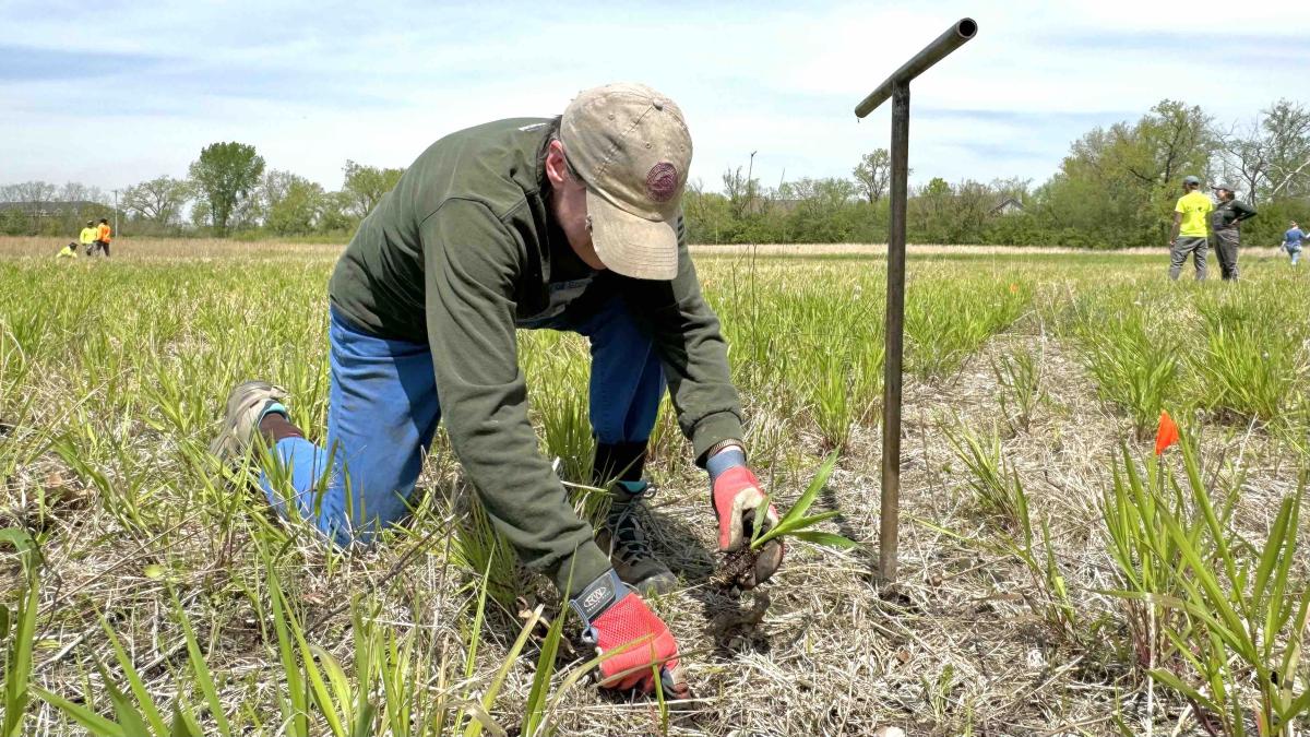 Volunteer Mary Ann Maglia helps create a wild native seed garden that will form a prairie of its own across from Orland Grassland, while also producing seed for other habitat restoration projects within Cook County forest preserves, May 7, 2025. (Patty Wetli / WTTW News) 