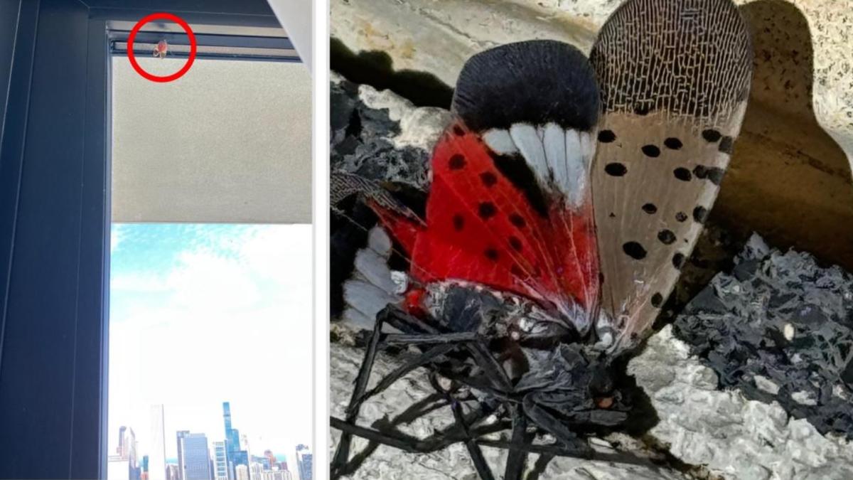 A spotted lanternfly reported on the 56th floor of a Chicago skyscraper (l); one of the invasive bugs with its telltale spots. (Credits: Illinois Department of Agriculture; Patty Wetli / WTTW News)