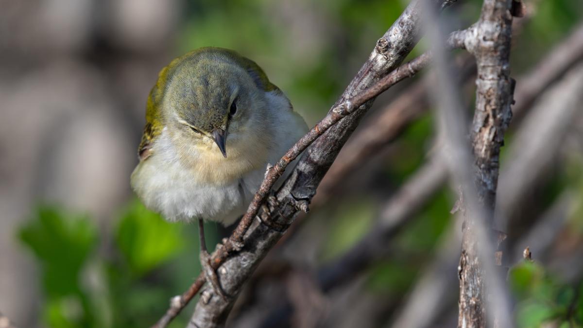 The Tennessee warbler is among the migratory bird species most often picked up by Chicago Bird Collision Monitors. (Janelle Streed / iStock)