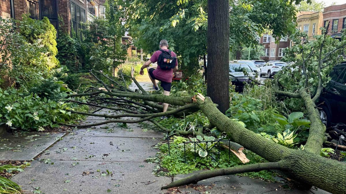 Fallen trees blocked streets and sidewalks throughout Chicago on Monday, including Lincoln Square seen here, following a pair of storms packing heavy rains and strong winds. (Patty Wetli / WTTW News) 