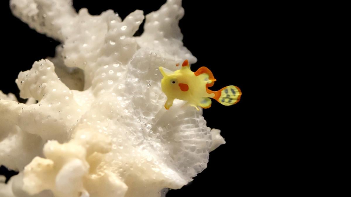 This baby warty frogfish is the first of its kind ever raised from egg to juvenile in an aquarium setting. It's roughly 1 centimeter, or less than half an inch, in size. (Shedd Aquarium / Brenna Hernandez)