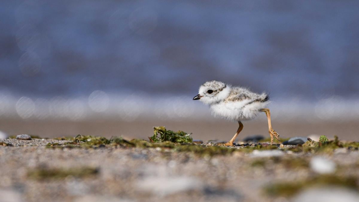 Drifter, the most adventurous of Waukegan’s wild-born chicks, seen on the beach in late July. (Courtesy of Oliver Slater)