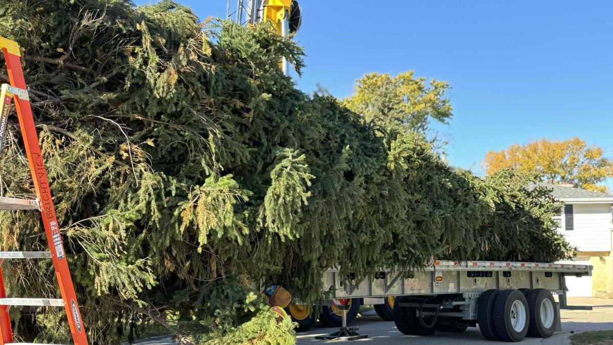 This 66-foot Norway spruce will stand tall in Millennium Park as Chicago’s official 2025 Christmas tree. (Patty Wetli / WTTW News)