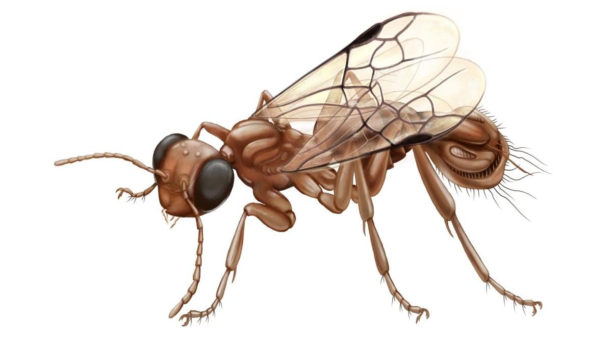 A reconstruction of Sirenobethylus charybdis illustrates the wasp’s bizarre grasping structure. (Xiaoran Zuo via CNN Newsource)