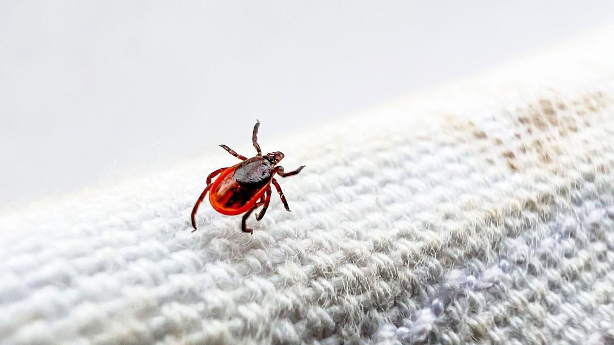 A female deer tick crawls along a piece of canvas used to sweep the forest floor at the Norma Johnson Center in Dover Township, Ohio, in 2023. (Andrew Dolph / Times-Reporter / USA Today Network / Imagn Images via CNN Newsource)