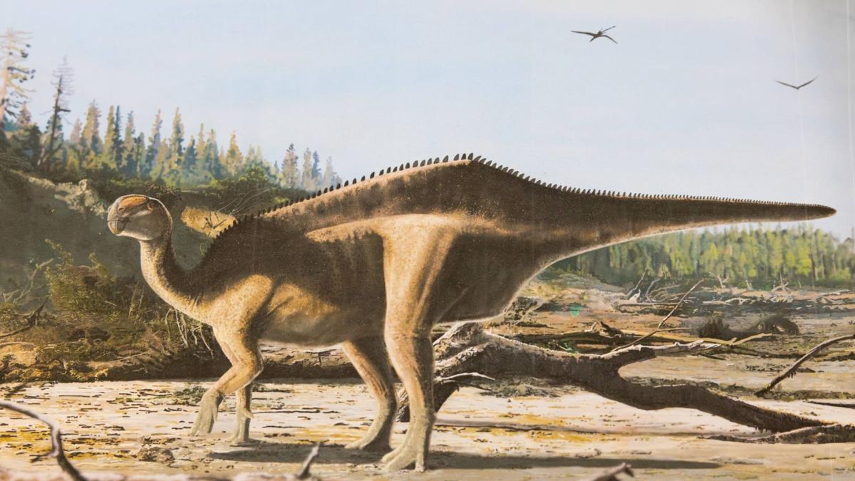 The dinosaur would have had an exaggerated sail-like feature on its back. (James Brown / University of Portsmouth via CNN Newsource)