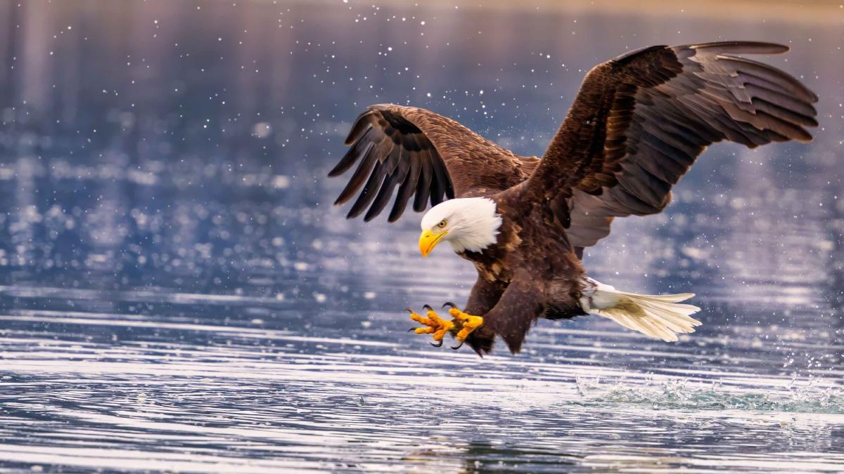 Bald eagles flock to Illinois in the winter to take advantage of open-water fishing. (Wirestock / iStock)