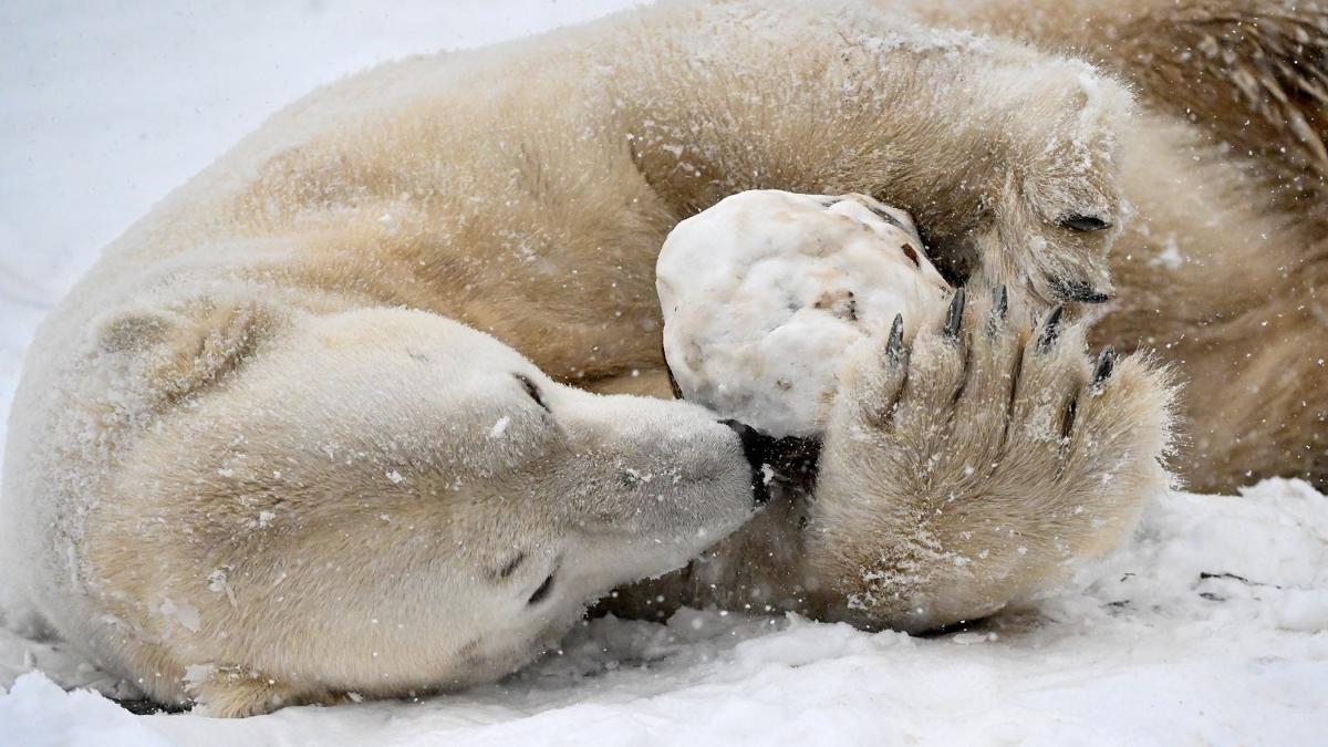 Hudson the polar bear, at Brookfield Zoo. (Courtesy Brookfield Zoo Chicago)