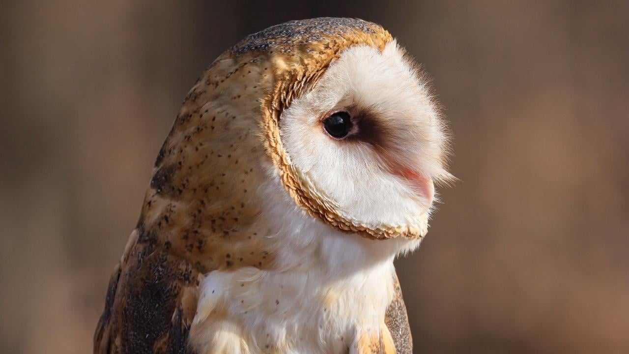 The Forest Preserve District of Cook County's animal ambassador program includes this barn owl. (Courtesy of Forest Preserve District of Cook County) The Forest Preserve District of Cook County's animal ambassador program includes this barn owl. (Courtesy of Forest Preserve District of Cook County)