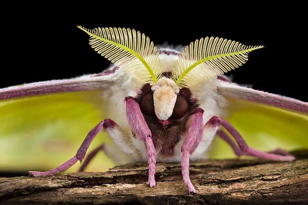 A luna moth, featured in "Biomechanics," uses its bushy antennae to smell mates up to seven miles away. (Courtesy of Field Museum)