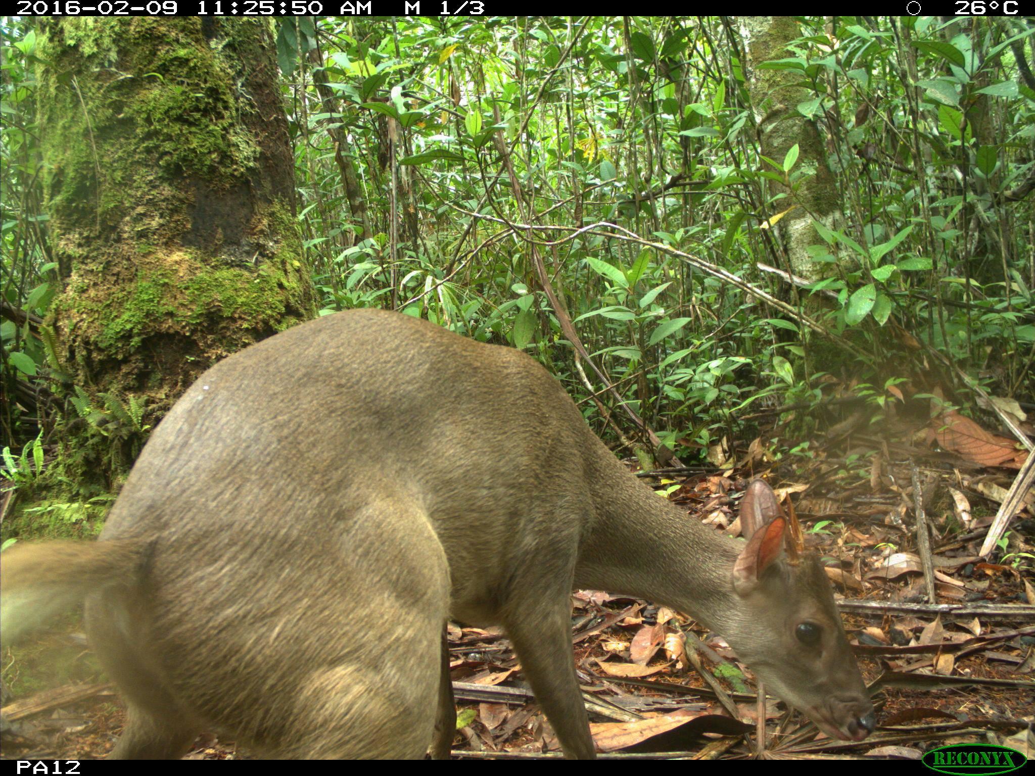 Animal Selfies Captured In Amazon Rain Forest By Field