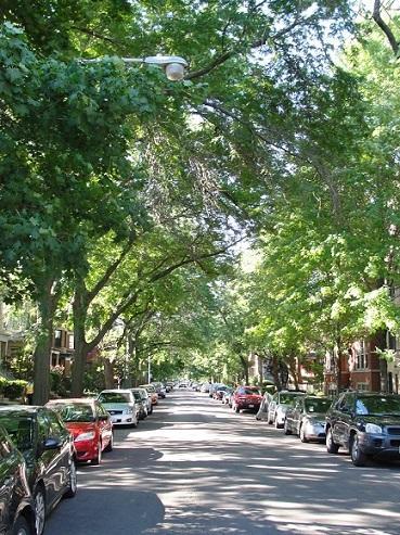 A new study of the Chicago region's urban forests suggests that native tree species could decline and non-native species thrive as habitat suitability shifts. (Lindsay Darling / The Morton Arboretum)