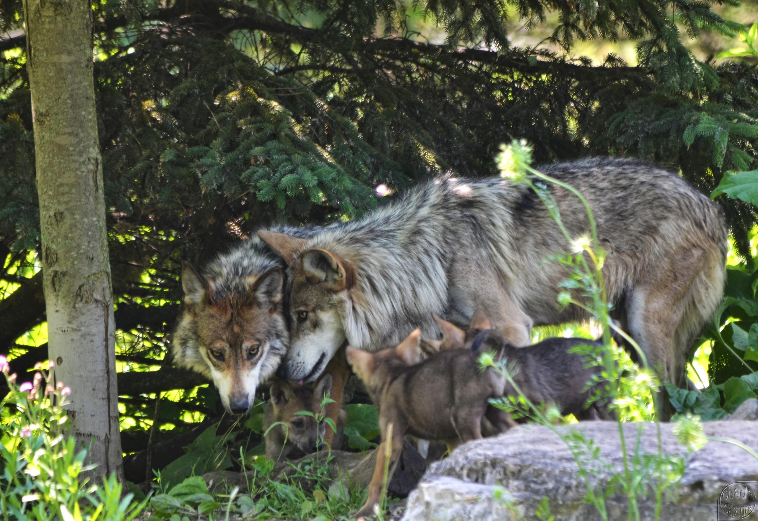 5 Endangered Gray Wolf Pups Born at Brookfield Zoo, 2 Sent to the Wild