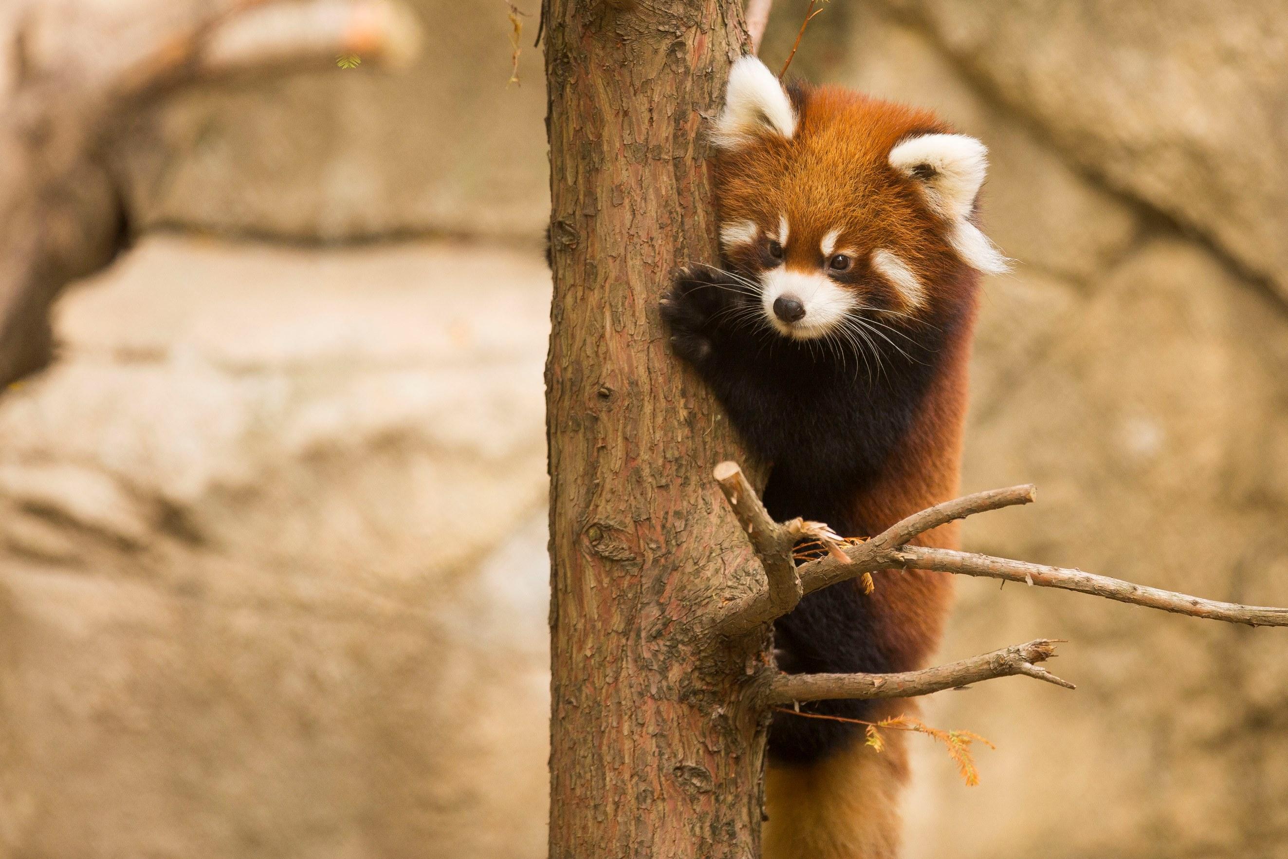 giant red panda