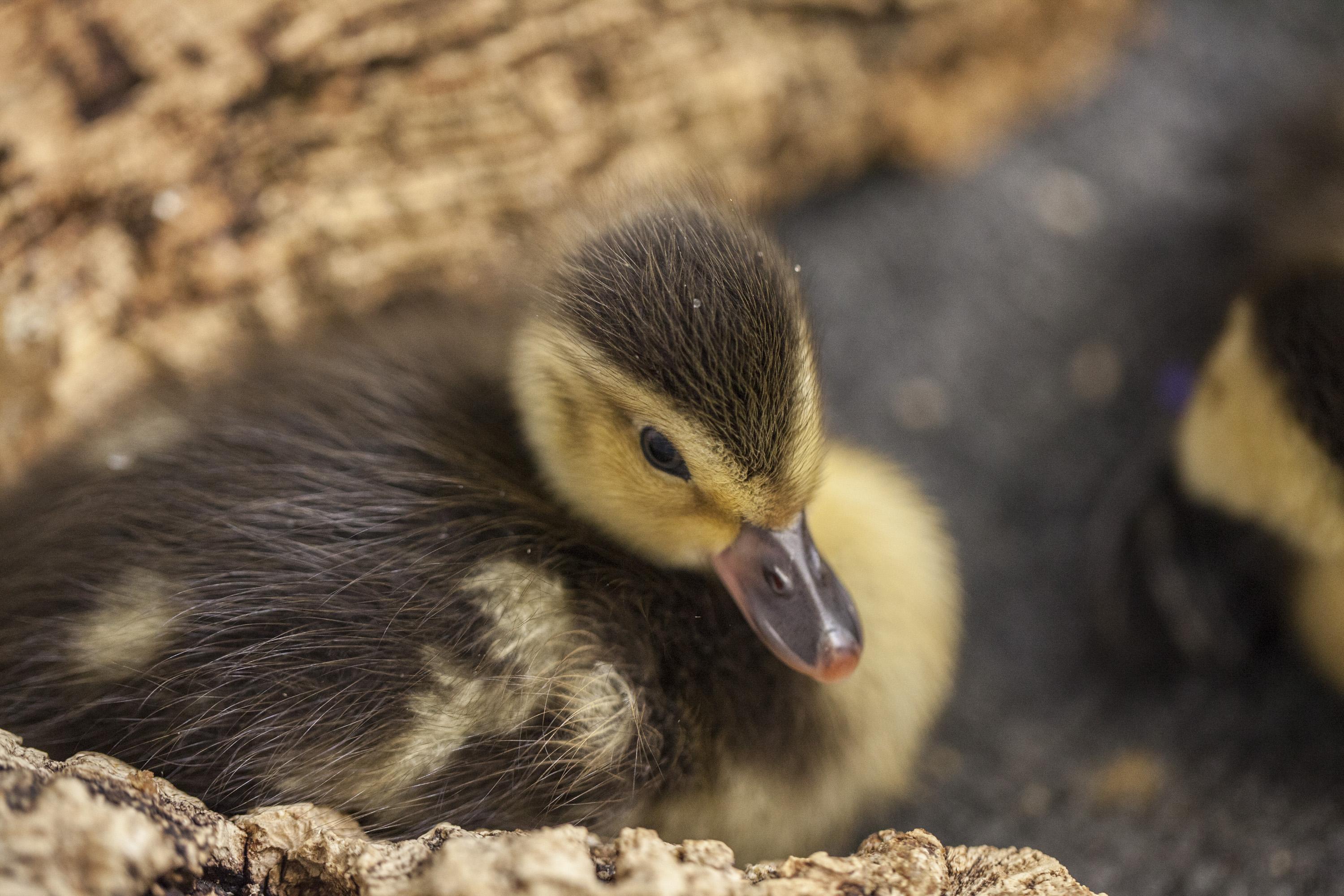 (Chris Bijalba / Lincoln Park Zoo)