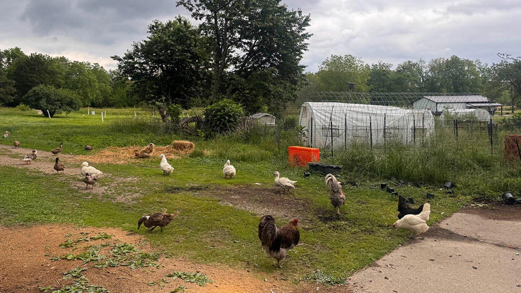 Chickens and ducks roam freely at The Little Farm in Clinton, where sustainable practices support fresh egg and produce production. (Grace Friedman / Medill Illinois News Bureau)