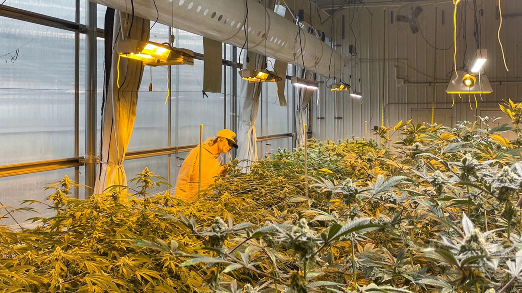 Stoney Branch Farms co-founder Anna Ward looks at a hemp plants in its late growing stages before it gets harvested, after which it will get processed, packaged and sold directly from the farm. (Isabella Schoonover / Medill Illinois News Bureau)