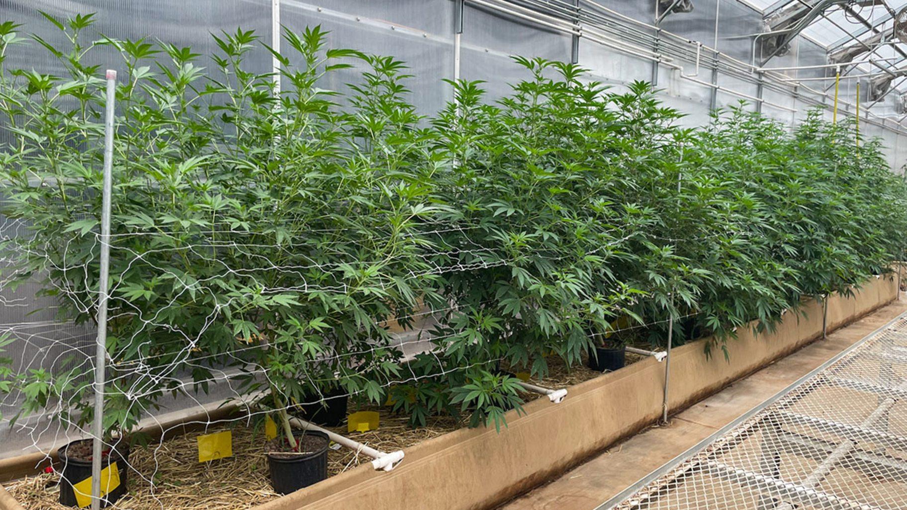 A row of mature hemp plants grows in one of the greenhouses at Stoney Branch Farms in Rushville, Illinois. (Isabella Schoonover / Medill Illinois News Bureau)
