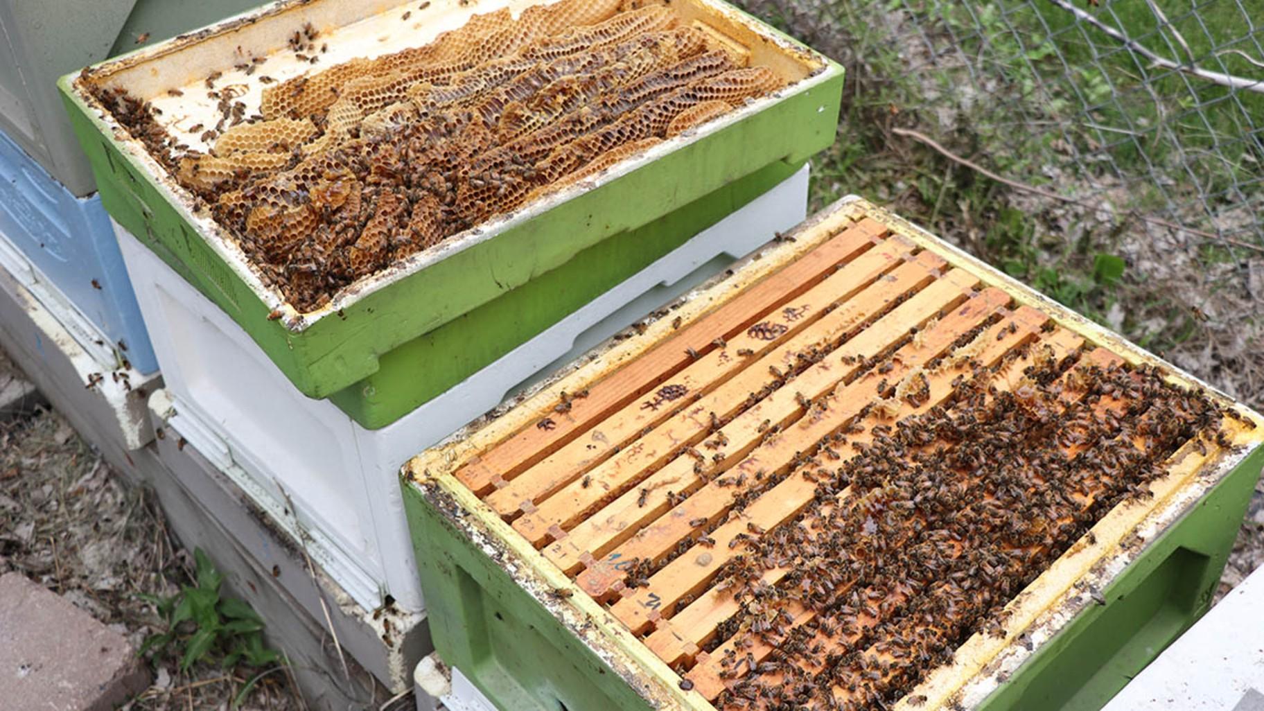 Bee boxes at the Riverview Road Apiary, situated along the Illinois River. (Tom O’Connor / Medill Illinois News Bureau)