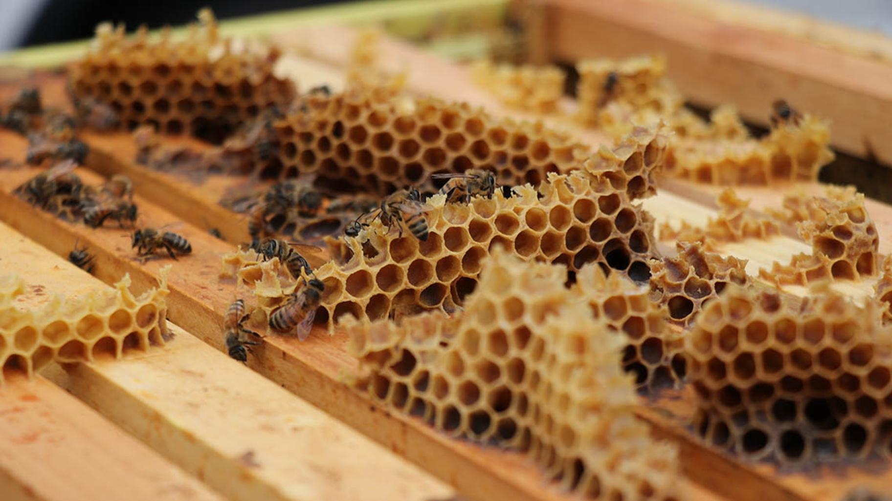 Bees work in one of nearly 100 hives at the Riverview Road Apiary in Chillicothe, not far from Peoria. (Tom O’Connor / Medill Illinois News Bureau)