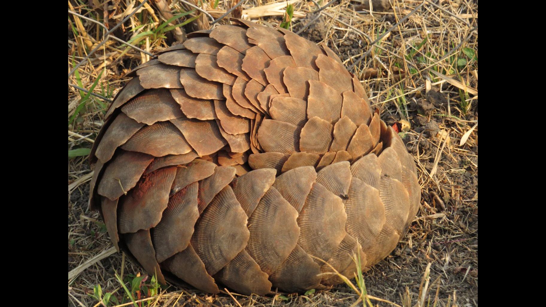 Pangolins curl up in a ball when threatened, their scales forming a solid armor. (Tikki Hywood Trust / US Fish and Wildlife Service / Flickr)
