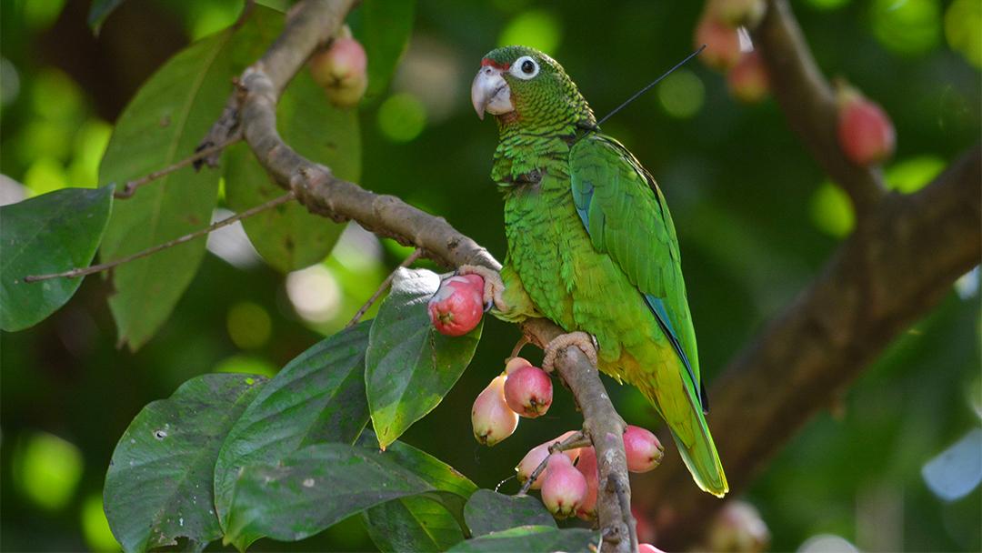 (Tanya Martinez / Puerto Rico Department of Natural and Environmental Resources)