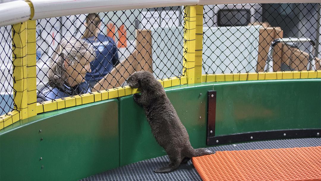 Andrea Oake of Shedd's Animal Response Team smiles at a rescued sea otter pup at the Alaska SeaLife Center. (©Shedd Aquarium / Brenna Hernandez)