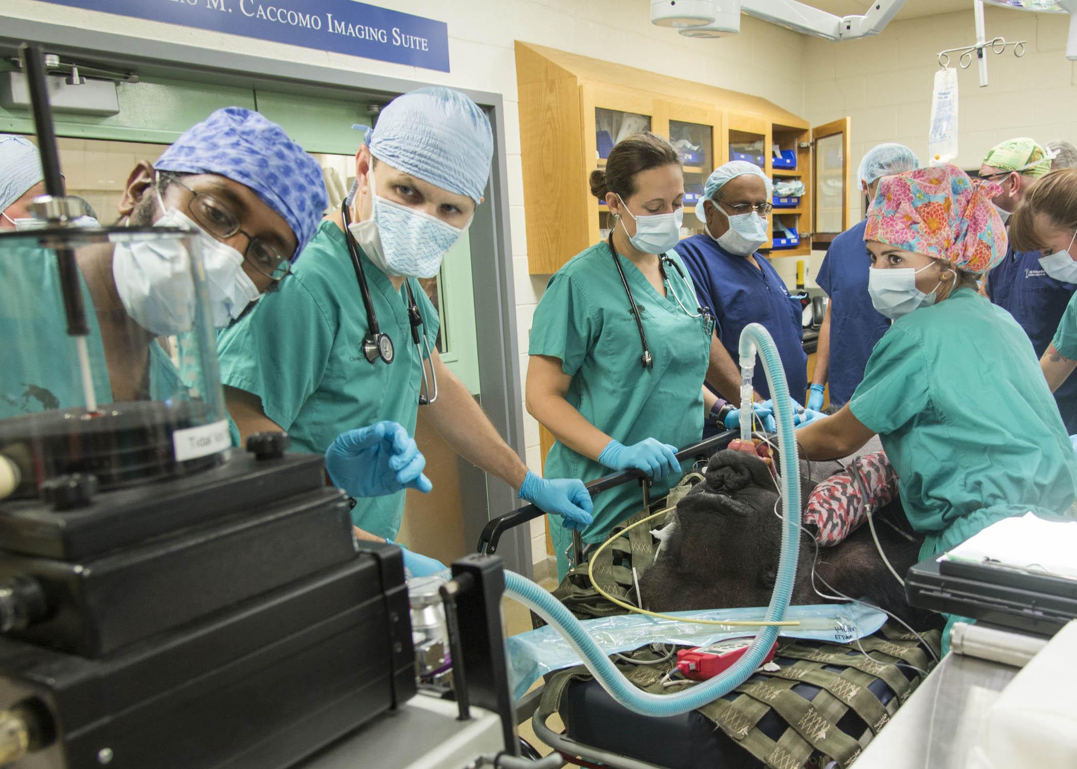 Chicago Zoological Society veterinary staff prepare Ramar, a 49-year-old western lowland gorilla at Brookfield Zoo, to undergo two procedures to address age-related periodontal disease affecting several of his molars and degenerative arthritis in his knees. (Kelly Tone/Chicago Zoological Society)