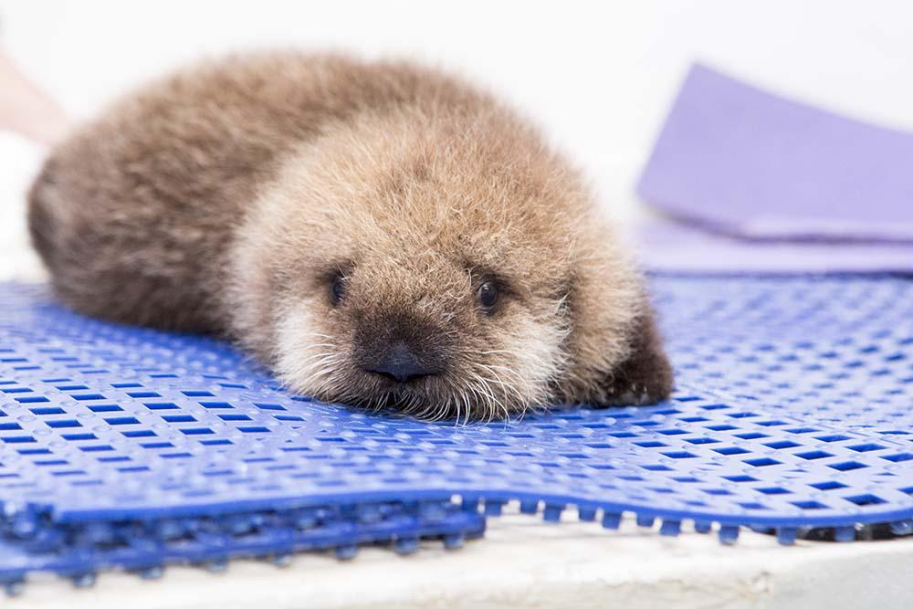 When she arrived at the Shedd on Oct. 28 Luna, formerly known as Pup 681, was just 5 weeks old and weighed less than 6 pounds. (Brenna Hernandez / Shedd Aquarium)