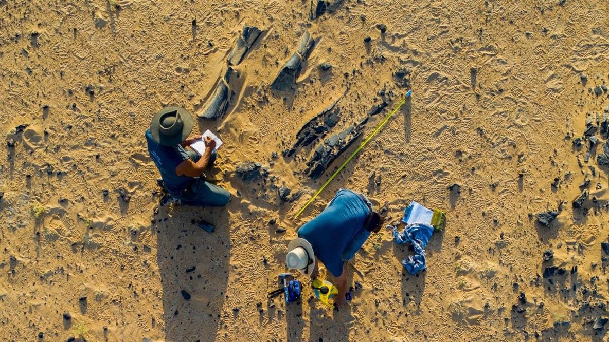 Moments after arriving at Jenguebi in November 2022, paleontologists Paul Sereno and Dan Vidal take notes on a massive hind limb of a new long-necked dinosaur, its femur measuring nearly 2 meters in length. (Matthew Irving / Fossil Lab)