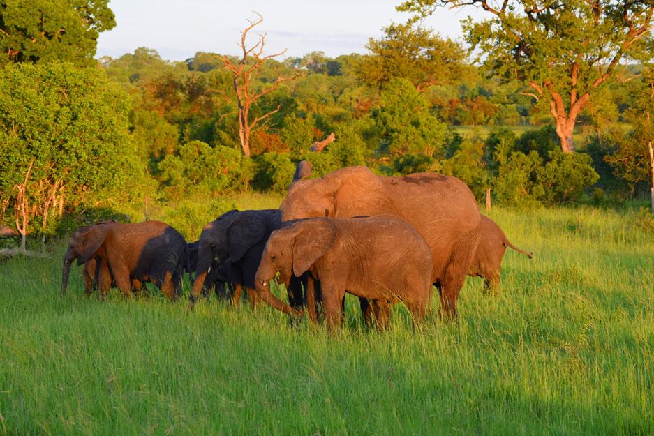 Elephants in the wild walk 3.2 to 12 kilometers per day. (Brookfield Zoo / Chicago Zoological Society)